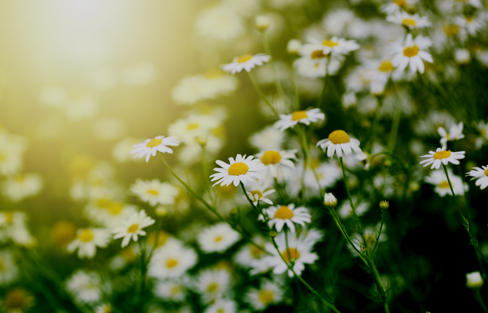 Chamomile in green grass.