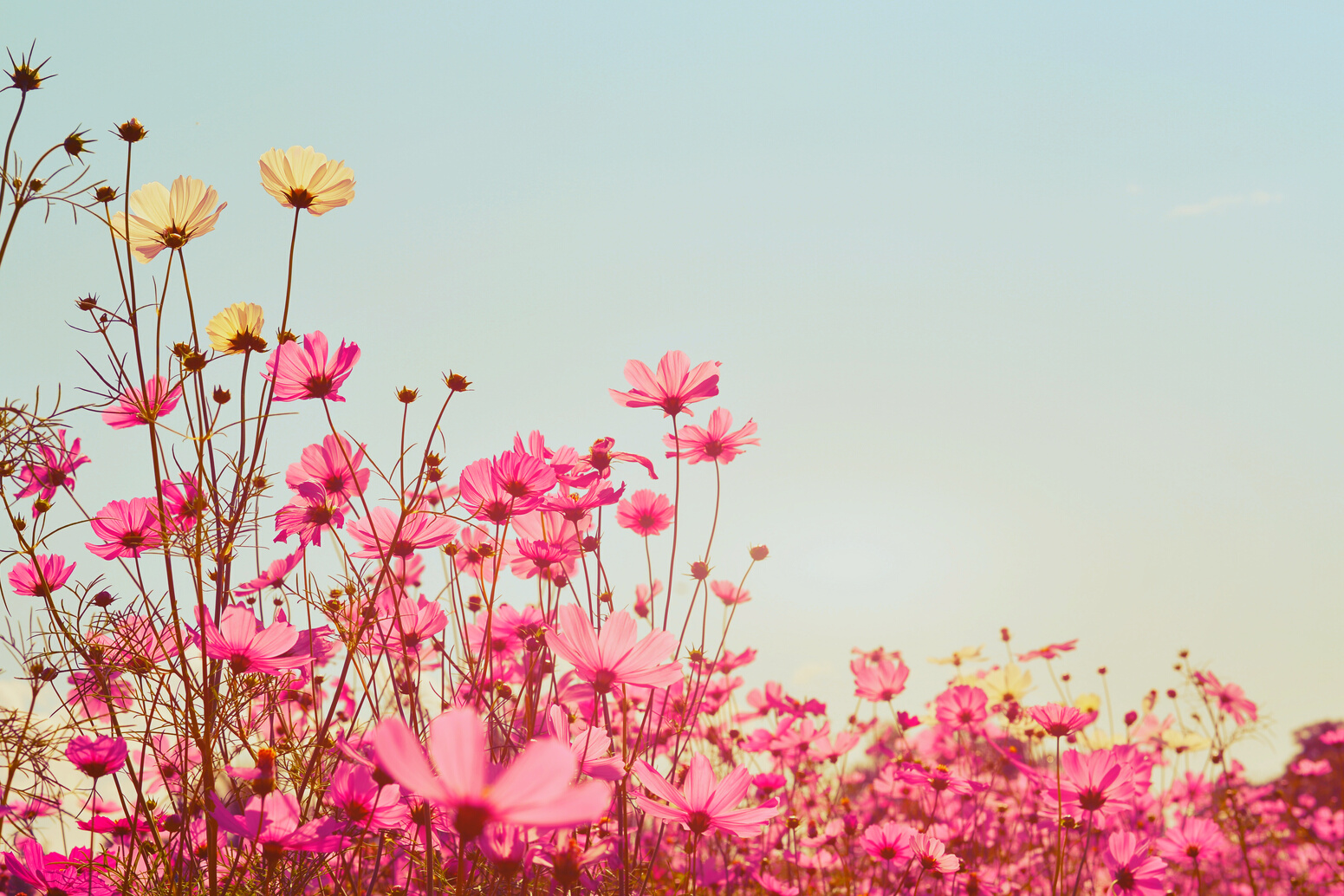 cosmos flower