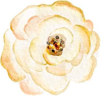 Yellow white watercolor rose flower